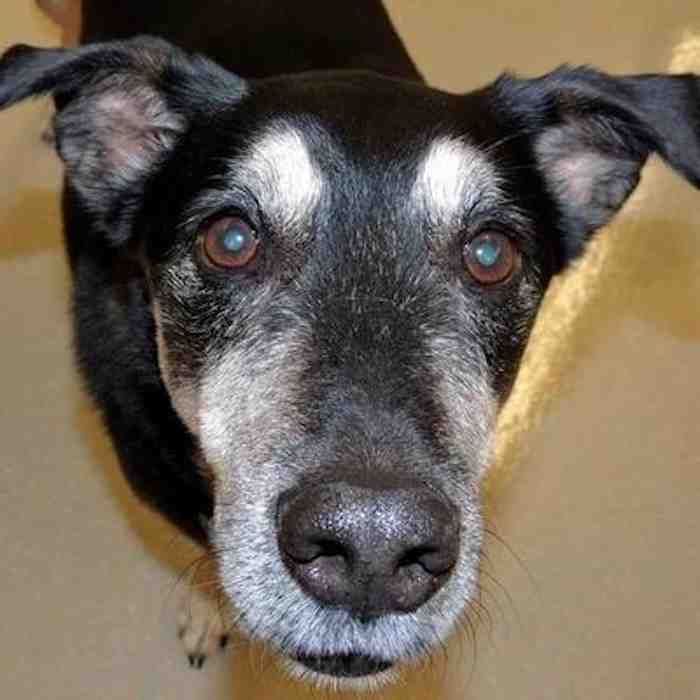 Frankie, el perro entrenado para "oler" el cáncer de tiroides. Foto: BBC