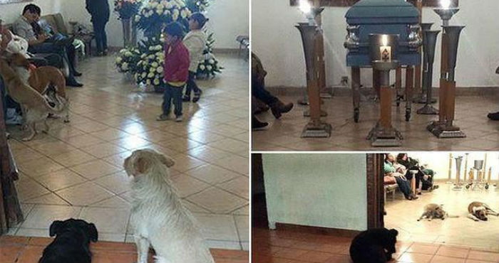 El pasado 15 de marzo la señora Suárez falleció y por increíble que parezca, se señala en el blog, los perros llegaron solos al funeral. Foto: Facebook