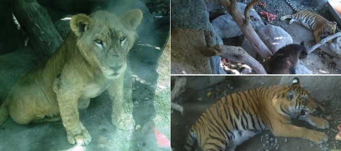 La Profepa asegura a tres especies por abandono Foto: Profepa