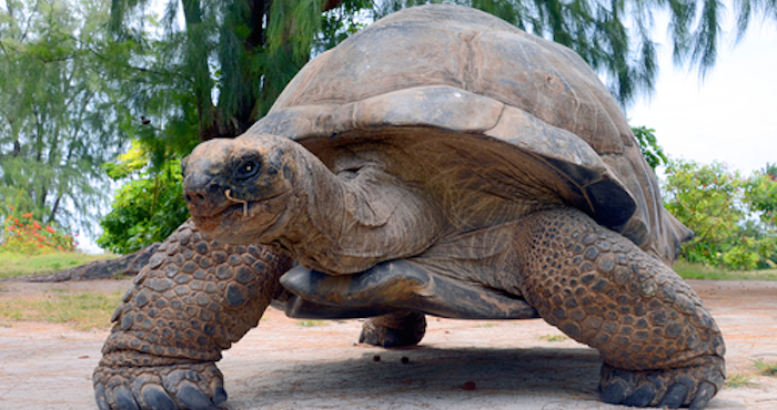 Su caparazón esta formado con 50 huesos diferentes, tiene terminaciones nerviosas, se divide en dos partes y es una modificación evolutiva. Foto: Shutterstock/Archivo.