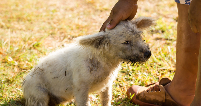 Los investigadores buscan comprobar si existe evidencia científica detrás del por qué los perros producen bienestar emocional en las personas, pero también podría ser físico. Foto: Shutterstock/Archivo.