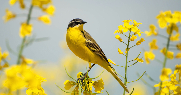 shutterstock_236473648