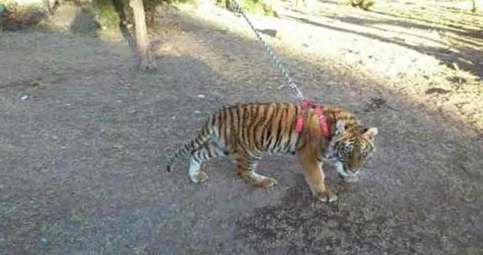 El tigre de bengala fue asegurado por la Profepa. Foto: El Diario