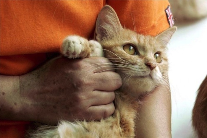 De acuerdo con los investigadores, para poder hacer melodías para animales, estas deben tener . Foto: EFE