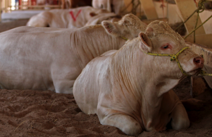 Las vacas son consideradas animales sagrados en la religión hindú. Foto: Cuartoscuro.
