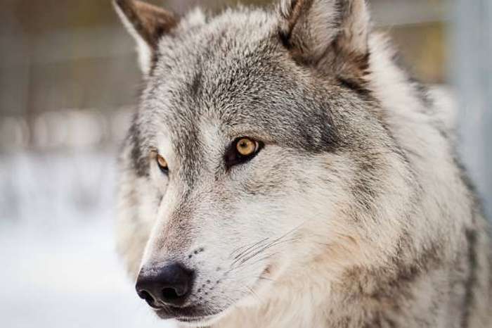 Después de haber sido casi erradicada por siglos de caza despiadada, trampeo y envenenamiento, los lobos apenas han comenzado a recuperarse y los humanos los reciben con disparos aéreos. Foto: Shutterstock/Archivo.