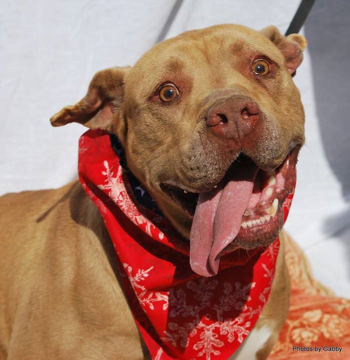 Días después se anunció que estaba cerca de encontrar una familia y miembros del refugio agradecieron a todos los que compartieron su mensaje. Foto: Facebook.
