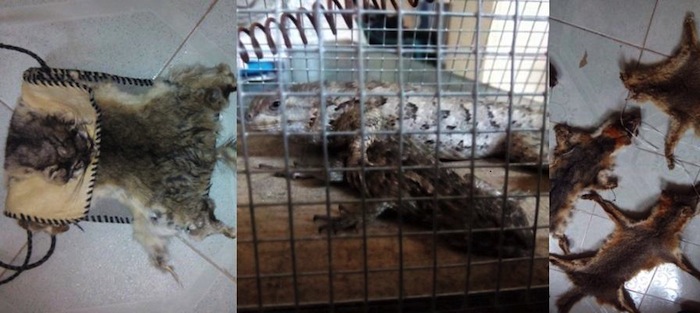 Decomisan pieles de animales Foto: Profepa