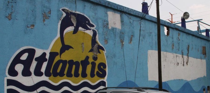 Investigará condición de delfines Foto: Profepa