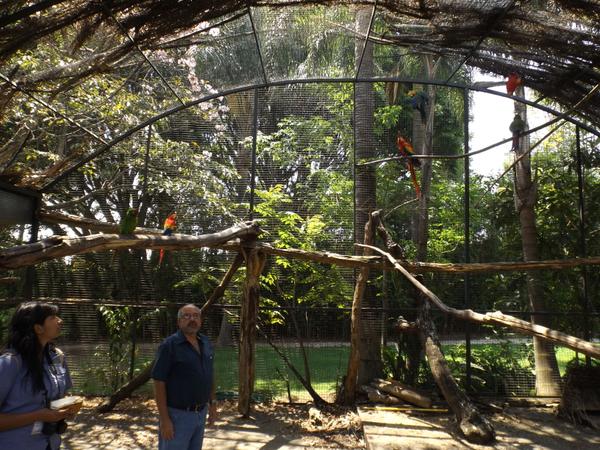 Decomisa aves en Morelos Foto: Profepa
