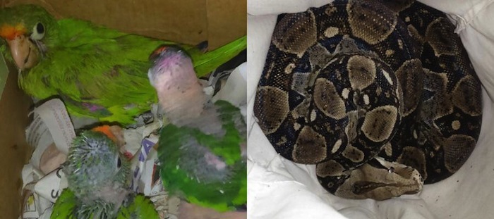 Aseguran a cuatro polluelos de perico y una boa Foto: Profepa