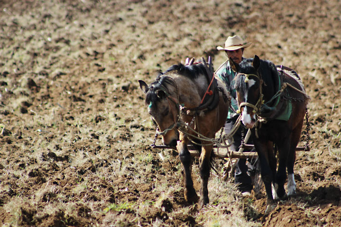 La economía centroamericana depende en gran medida de la agricultura. Foto: Cuartoscuro
