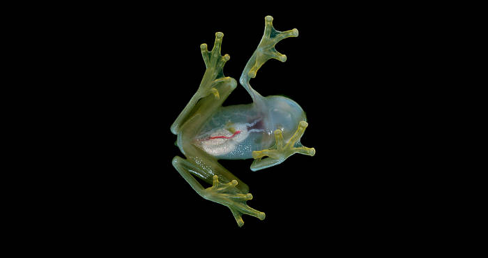 Vista ventral de Hyalinobatrachium colymbiphyllum en la que se pueden apreciar sus organos internos. Foto: Flickr de Geoff Gallice