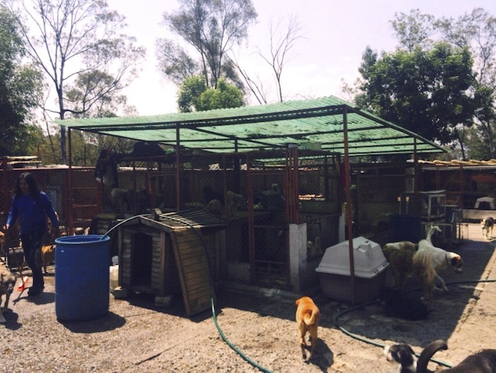 Clausuran refugio para perros con irregularidades Foto: Cuartoscuro