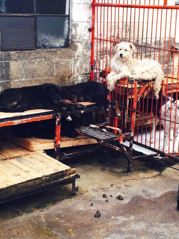 Ciudadanos denuncian refugio que mantiene perros en hacinamiento Foto: Cuartoscuro