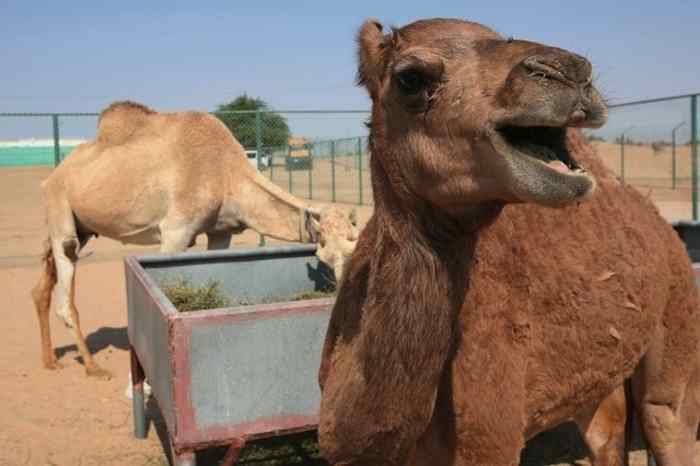 Injaz Foto: The National