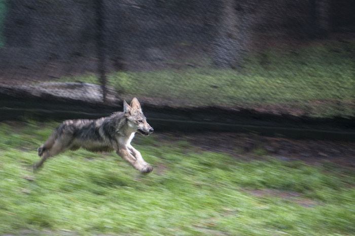 Foto: Cuartoscuro/Archivo.