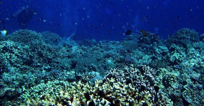Al ritmo actual de calentamiento de los océanos, los arrecifes de coral van a desaparecer completamente para el año 2050. Foto: EFE