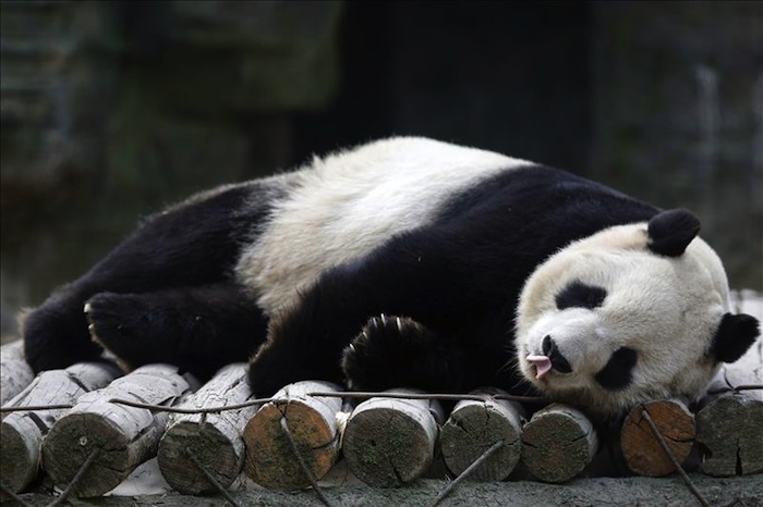 Muere quinto panda gigante de moquillo Foto: EFE