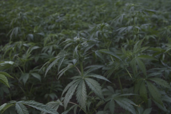 Un campo de mariguana en Sinaloa. Foto: Cuartoscuro.