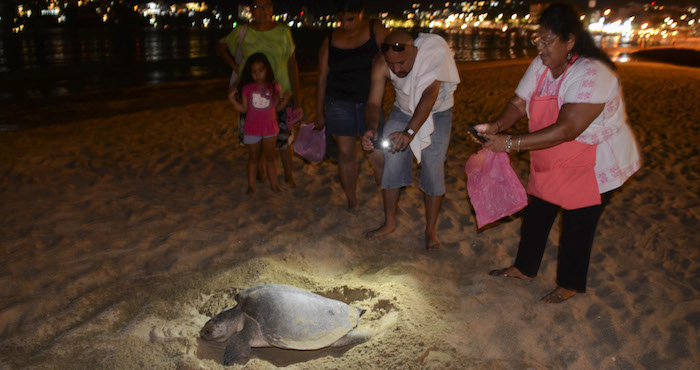 En Estados Unidos identificaron a México como una nación que captura especies protegidas, refiriéndose a la captura incidental de tortugas marinas en el Golfo de Ulloa, Baja California Sur. Foto: Cuartoscuro/Archivo.