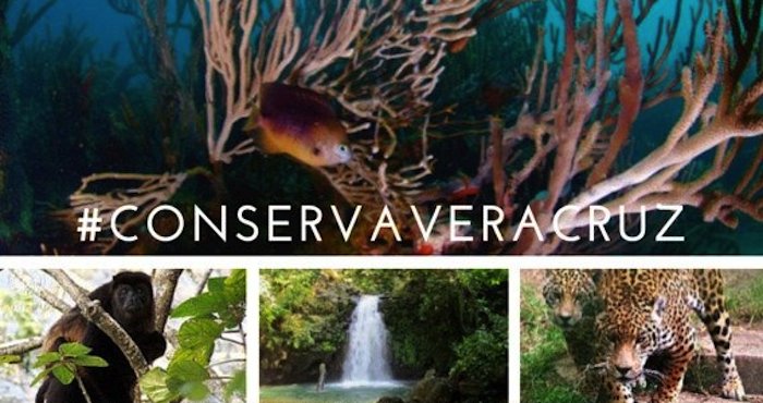 La AIDA dice que el Puerto de Veracruz pone en riesgo al Parque Nacional Sistema Arrecifal Veracruzano y a la Reserva de la Biosfera Los Tuxtlas. Foto: Especial.