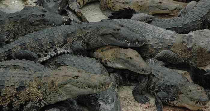 "Lagarteada", la tradición costarricense de atrapar cocodrilos en Viernes Santo. Foto: Cuartoscuro