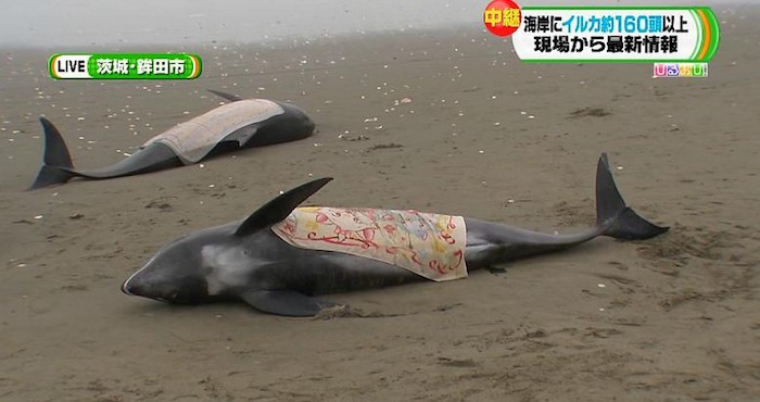 Algunos ejemplares murieron y otros quedaron heridos. Foto: Vía Twitter @Omega_72_