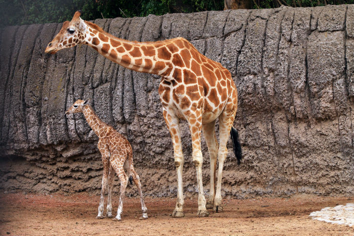 Los capitalinos podrán participar en la elección del nombre de la jirafa. Foto: Notimex