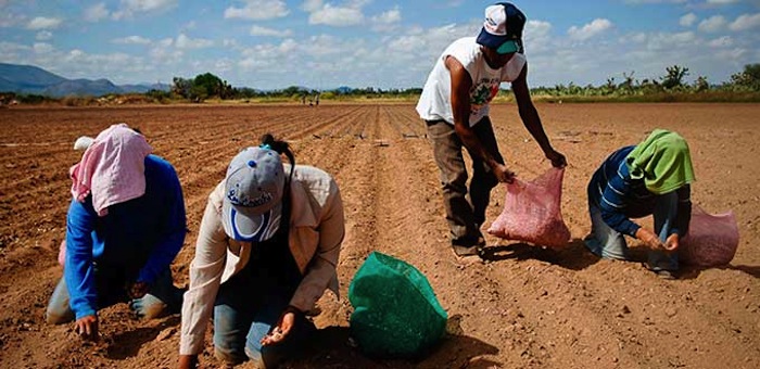 La dependencia encontró a niños acompañando a sus padres en los campos agrícolas. Foto: Pulso/Archivo.