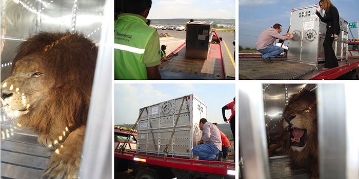 Supervisan traslado Foto: Profepa