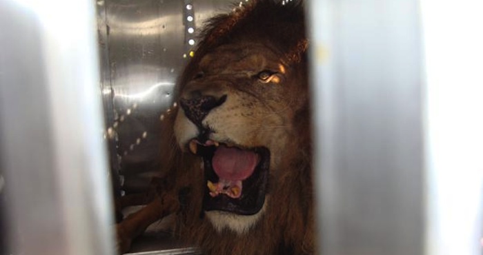 "El Güero" es trasladado a EU para se recuperación Foto: Profepa