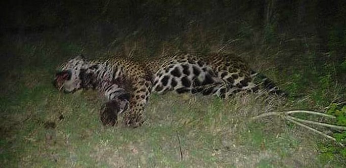 Profepa investiga asesinato de un jaguar Foto: Pulso