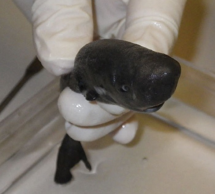 Este tiburón macho de 5.5 pulgadas de largo fue encontrado en el Golfo de México. Foto: M. Doosey/Tulane University