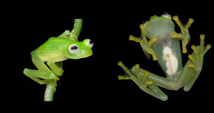 La nueva especie tiene un gran parecido con la rana René, personaje de los Muppets. Foto: Centro de Investigación de Anfibios de Costa Rica.