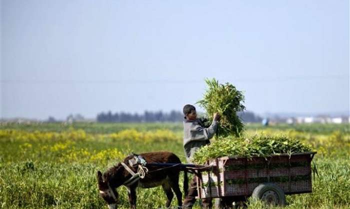 El cambio climático afectará negativamente la agricultura y el bienestar humano. Foto: EFE