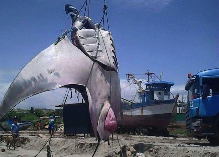 Capturan una mantarraya gigante Foto: Especial