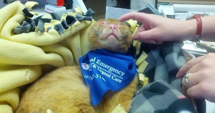 Foto: Facebook Hospital de Emergencias Animales y Cuidado Intensivo. 