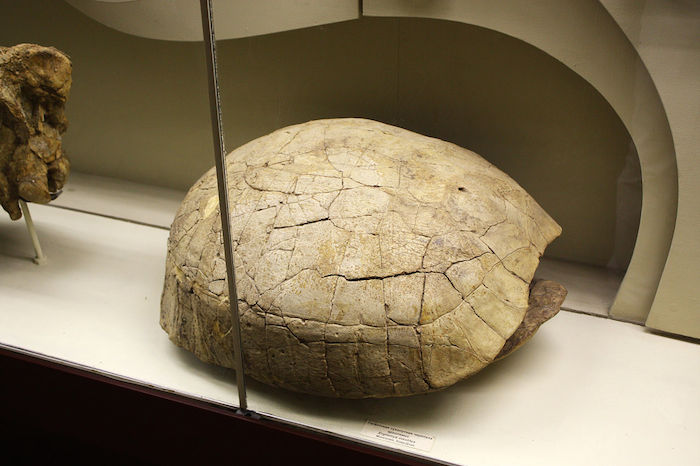 Fósil de un caparazón de tortuga. Foto: Especial.