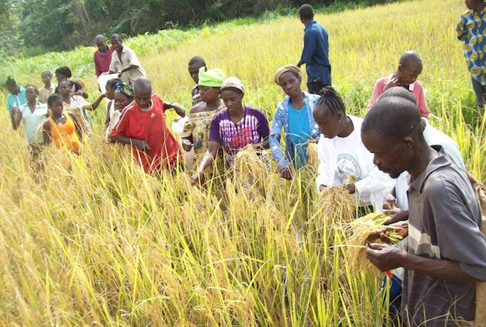 Ese estudio destaca la compra en Liberia y Guinea de 1,7 y 1,6 millones de hectáreas, respectivamente