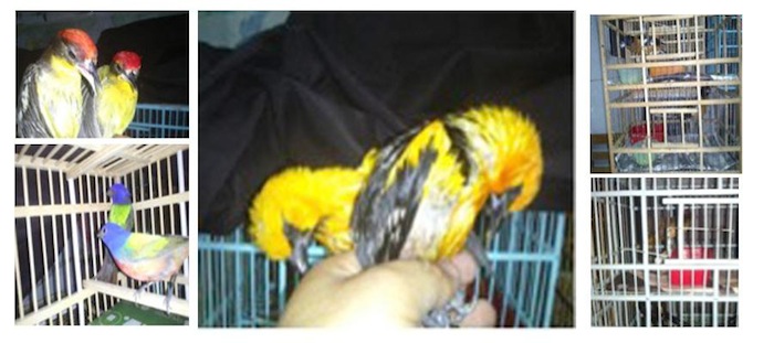 Aseguran aves en Campeche y Edomex Foto: Profepa