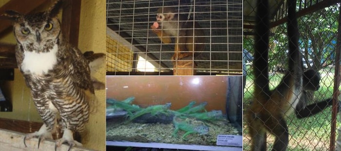 Dependencia federal rescata a más de 80 especies Foto: Profepa