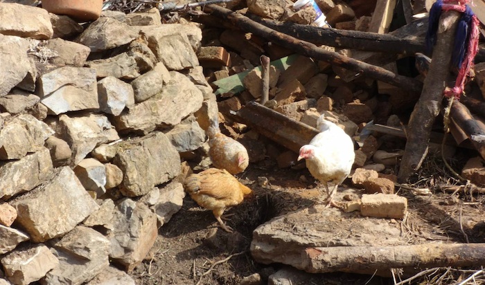 En una sola aldea se calcula que mil gallinas fueron enterradas vivas, muchas murieron en todos lados por las estructuras que colapsaron sobre ellas. Algunos aldeanos intentaron rescatar a los animales. Foto: HSI. 