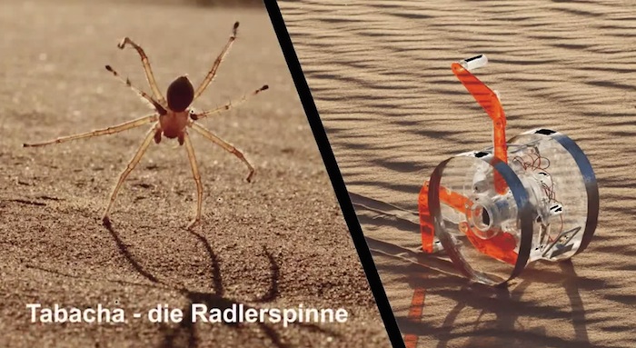 El mecanismo dedefensa de la araña también conocida como "flic flac" en Marruecos es girar, en vez de correr. Foto: Especial.