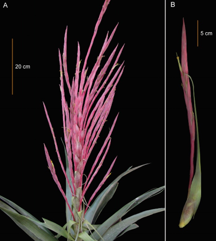 También es conocida como Tillandsia religiosa, una nueva especie del estado de Morelos, México. Foto: A. Espejo.