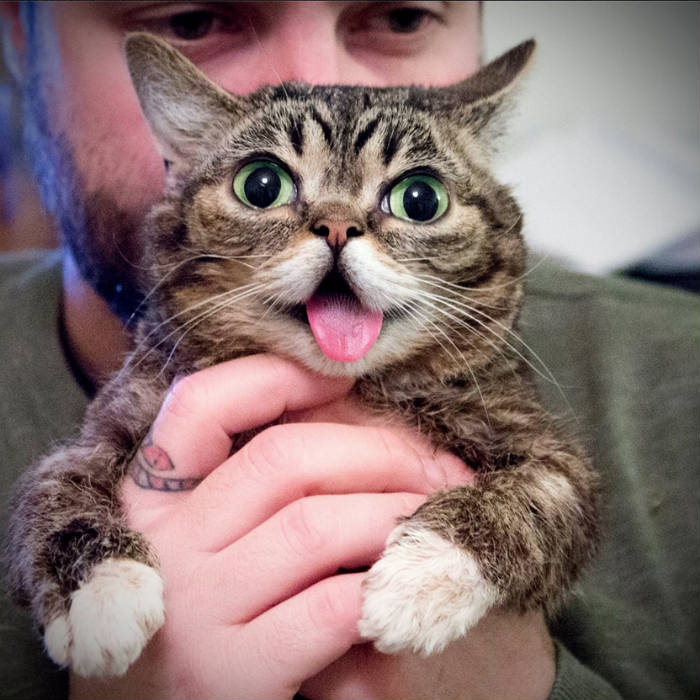 Científicos alemanes quieren estudiar los genes de la famosa gata "Lil Bub". Foto: Facebook de "Lil Bub"