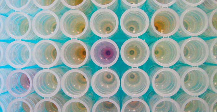 Grandes compañías tecnológicas y farmacéuticas libran ahora mismo una batalla por el campo de la información genética. ahora Apple se suma a ellas. Foto: Flickr, Col Ford and Natasha de Vere