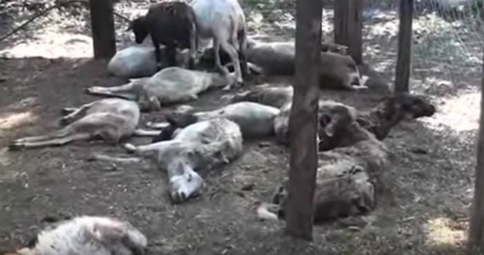 Imagen de animales presuntamente asesinados por el “chupacabras” en Michoacán, en 2012. Foto: Captura de pantalla de un video publicado en Youtube