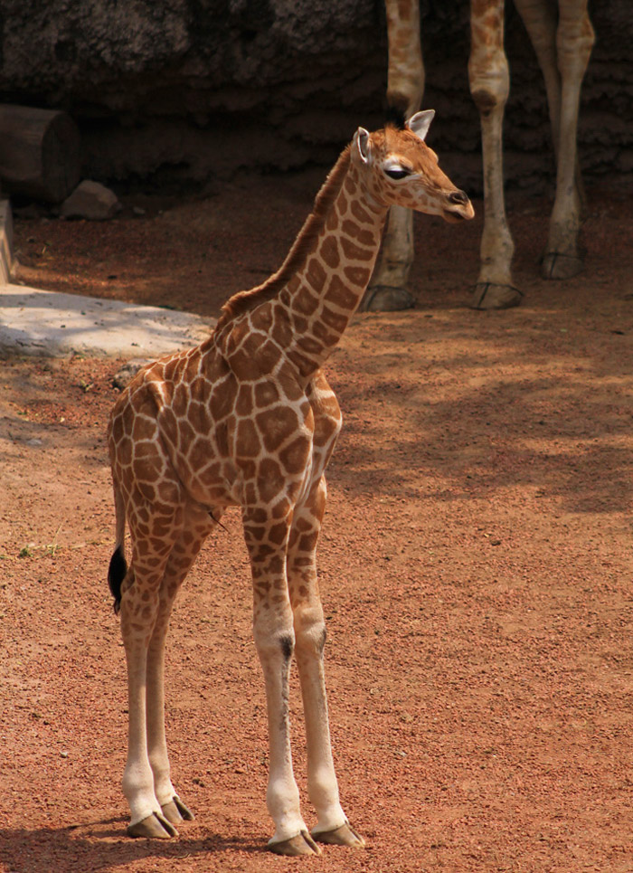 Jirafa nacida en cautiverio, el 19 de abril pasado, en el Zoológico de Chapultepec de México. Foto: Cuartoscuro