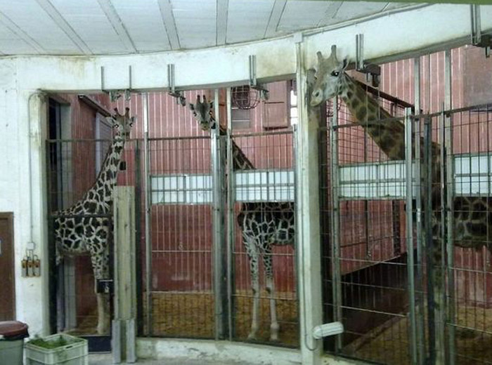 Jirafas encerradas en los sótanos del zoo de Barcelona. Foto: ElDiario.es/Libera!
